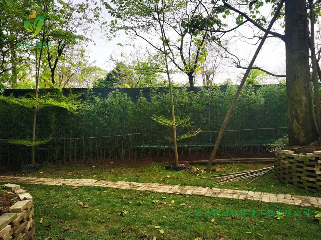 番禺露营基地绿化工程种植完成后的效果展示